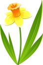 Narcissus flower Royalty Free Stock Photo
