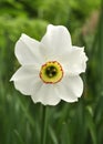 Narcissus Flower Royalty Free Stock Photo