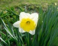 One narcissus flower on a background of green stems