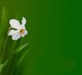 Narcissus flower Royalty Free Stock Photo