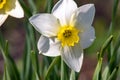 Narcissus flower -Beautiful spring flowers.Spring has come and all nature has blossomed.Moscow region. Russia. Royalty Free Stock Photo