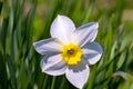 Narcissus flower -Beautiful spring flowers.Spring has come and all nature has blossomed. Moscow region. Royalty Free Stock Photo