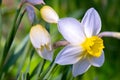 Narcissus flower -Beautiful spring flowers.Spring has come and all nature has blossomed. Moscow region. Royalty Free Stock Photo