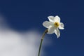 Narcissus flower with blue background Royalty Free Stock Photo