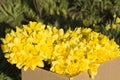 Narcissus flower in a box on the street Royalty Free Stock Photo