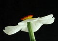 White narcissus blossom against black background Royalty Free Stock Photo