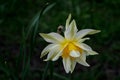 Narcissus flower close-up on the background of the prisproda. Royalty Free Stock Photo