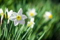 Narcissus flower. Narcissus daffodil flowers and leaves background.