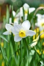 Narcissus flower, daffodils. Spring flowers in the garden Royalty Free Stock Photo