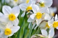 Narcissus flower, daffodils. Spring flowers in the garden Royalty Free Stock Photo