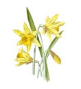 Narcissus flower. Dafodils. Antique hand drawn flowers illustration. Vintage and antique flowers. wild flower illustration. 19th