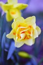 Narcissus `Flower Drift ` Double Daffodil Royalty Free Stock Photo