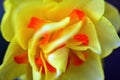 Narcissus `Flower Drift ` Double Daffodil