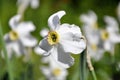 Narcissus flower in the early sunny morning with dew drops on the petals. Royalty Free Stock Photo