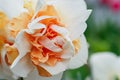 Narcissus is a flower. Flowers. Gardening. A greeting card. Beauty is in nature Royalty Free Stock Photo