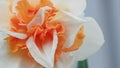 Narcissus is a flower. Flowers. Gardening. A greeting card. Beauty is in nature Royalty Free Stock Photo