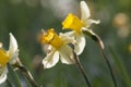 Narcissus