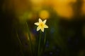 A narcissus flower grows among the grass in a dark forest in the summer. The beauty of nature Royalty Free Stock Photo