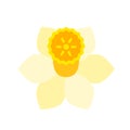 Narcissus flower head. Vector color icon isolated on white. Royalty Free Stock Photo