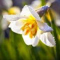 Narcissus flower. Macro photography. Green grass. Close up. Sunshine. Floral background Royalty Free Stock Photo