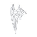 Narcissus Flower Monochrome Drawing For Coloring Book