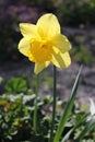 Narcissus Flower (Narcissus Pseudonarcissus) Royalty Free Stock Photo