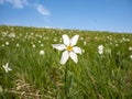 Narcissus flower in a prairie close-up Royalty Free Stock Photo