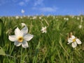 Narcissus flower in a prairie close-up