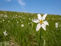 Narcissus flower in a prairie close-up Royalty Free Stock Photo