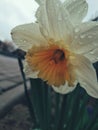 the narcissus flower after rain Royalty Free Stock Photo