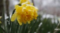 Narcissus flower in the snow. Royalty Free Stock Photo