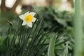 Narcissus flower in the spring garden