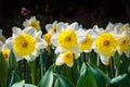 Narcissus flower in spring