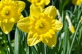 Narcissus flower Royalty Free Stock Photo