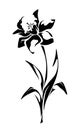 Narcissus flower. Vector black and white illustration. Royalty Free Stock Photo