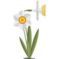 Narcissus flower vector daffodil isolated illustration on white