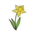 Narcissus flower vector illustration Royalty Free Stock Photo