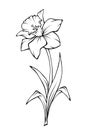 Narcissus flower. Vector line art illustration.