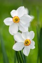 Narcissus flower with white petals and yellow center by shaped corona, spring flowering plant. Beautiful macro photo with blurry Royalty Free Stock Photo