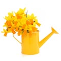 Narcissus Flowers Royalty Free Stock Photo