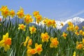 Narcissus flowers. Royalty Free Stock Photo