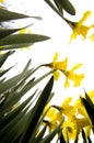 Narcissus flowers Royalty Free Stock Photo