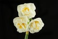 Narcissus flowers against black Royalty Free Stock Photo