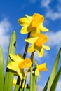 Daffodil flowers against a blue sky with white clouds