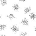 Narcissus flowers, black and white sketch. Vector illustration. Spring garden flowers, seamless pattern isolated on white Royalty Free Stock Photo