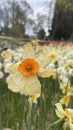 Narcissus flowers blooming.Narcissus flowers in the garden.