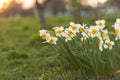 Narcissus flowers Royalty Free Stock Photo