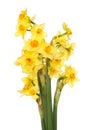 Narcissus flowers Royalty Free Stock Photo