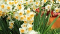 Narcissus flowers for chinese lunar