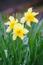 Narcissus flowers for chinese new year. White daffodil in the garden. Royalty Free Stock Photo